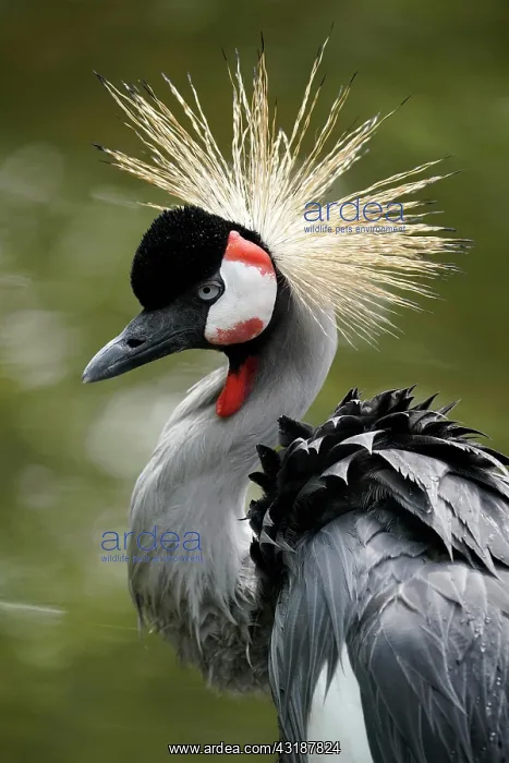 : Black crowned crane (Balearica pavonina) animal : Black crowned crane (Balearica pavonina) animal