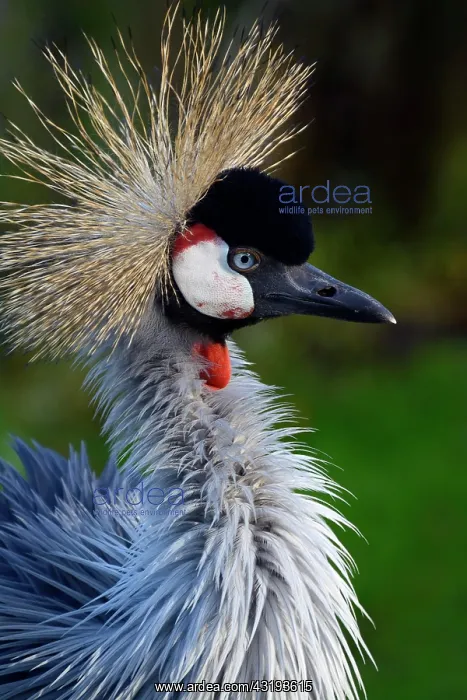 : Black crowned crane (Balearica pavonina), portrait : Black crowned crane (Balearica pavonina), portrait