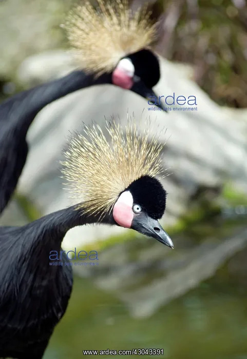  : Black Crowned Crane in captivity