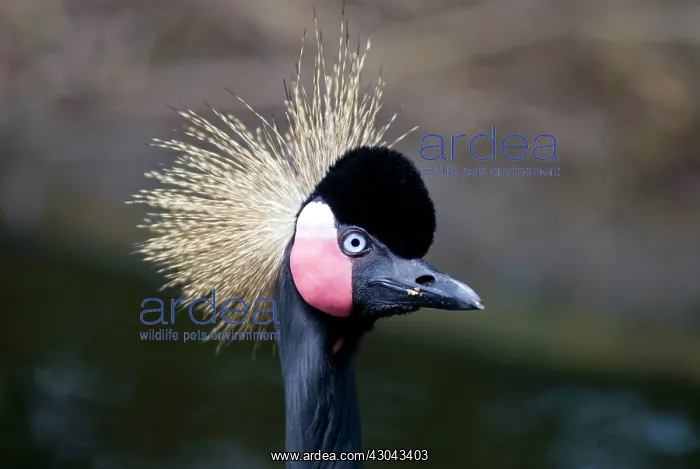  : Black Crowned Crane in captivity