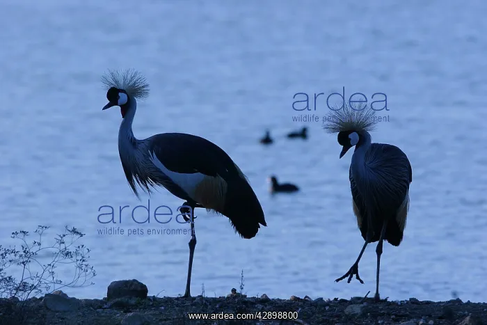 : Black-Crowned Crane - pair : Black-Crowned Crane - pair