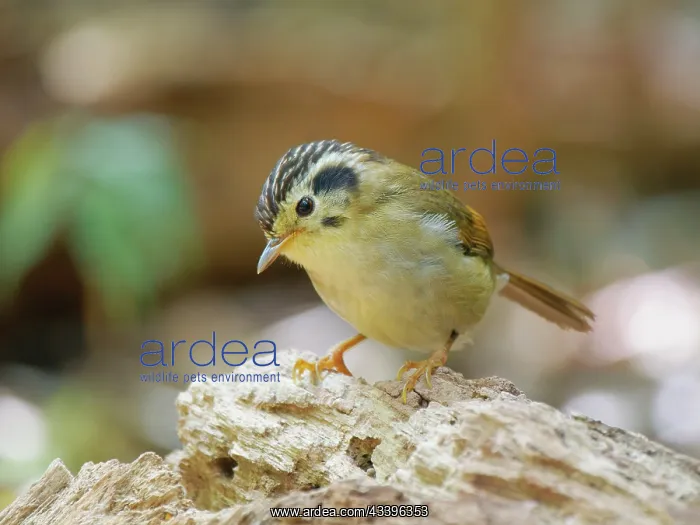 : Black Crowned Fulvetta Schoeniparus klossi Da Lat : Black Crowned Fulvetta Schoeniparus klossi Da Lat