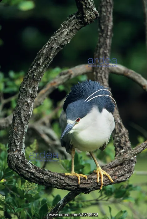 : Black-crowned Night Heron : Black-crowned Night Heron