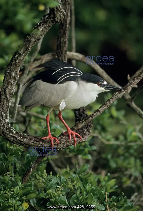 : Black-crowned Night-Heron : Black-crowned Night-Heron