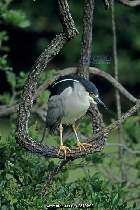 : Black-crowned Night-Heron : Black-crowned Night-Heron