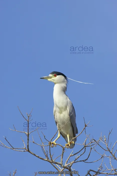 : Black-Crowned Night-Heron : Black-Crowned Night-Heron