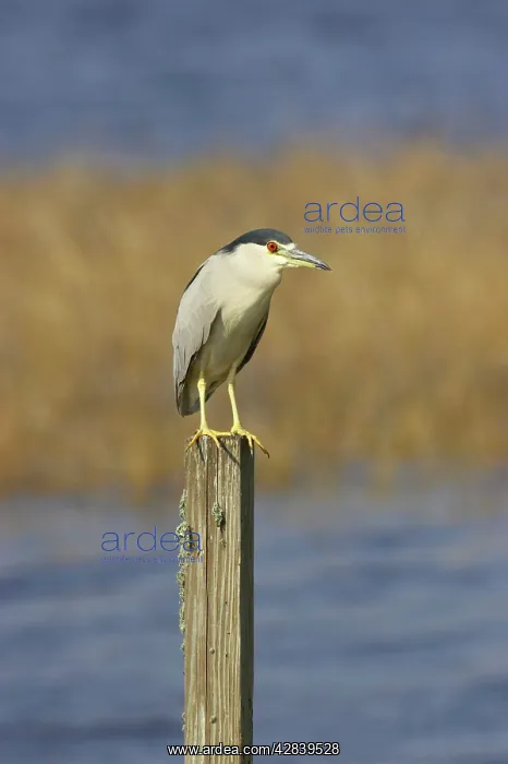 : Black-Crowned Night-Heron : Black-Crowned Night-Heron