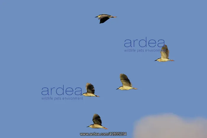: Black-crowned Night-Heron : Black-crowned Night-Heron