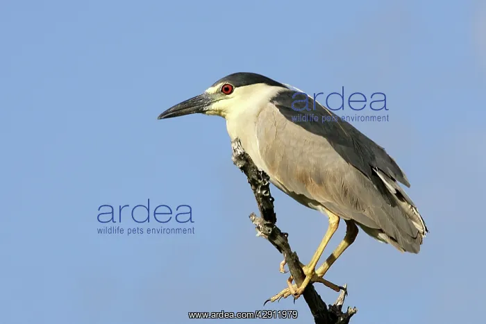 : Black-crowned Night Heron : Black-crowned Night Heron