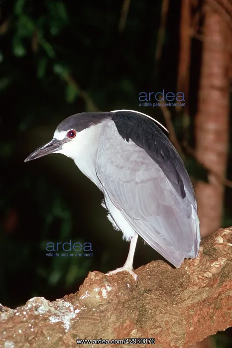 : Black-Crowned Night HERON : Black-Crowned Night HERON