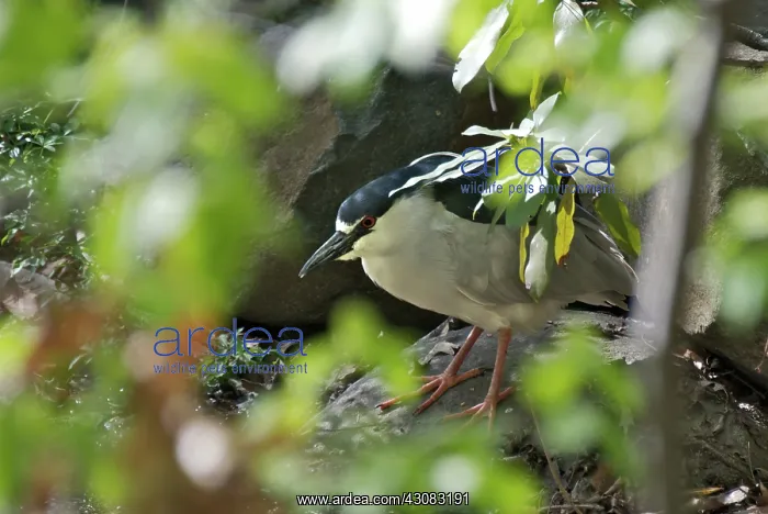 : Black-crowned Night Heron : Black-crowned Night Heron