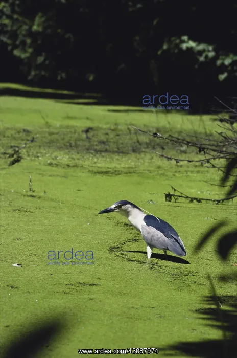 : Black-crowned Night Heron : Black-crowned Night Heron