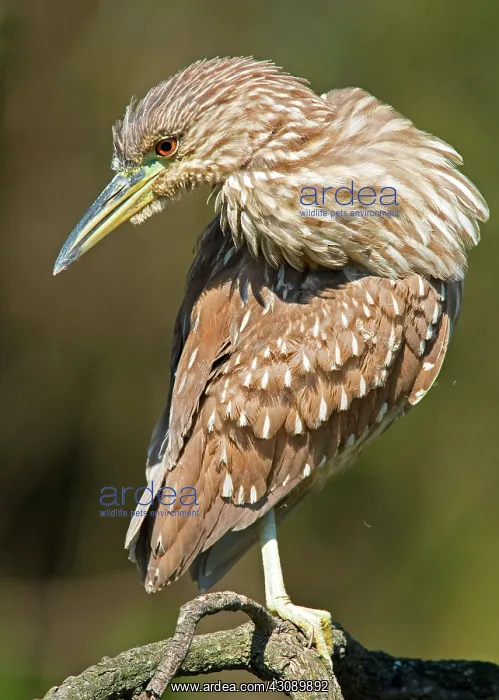 : Black-Crowned Night Heron : Black-Crowned Night Heron