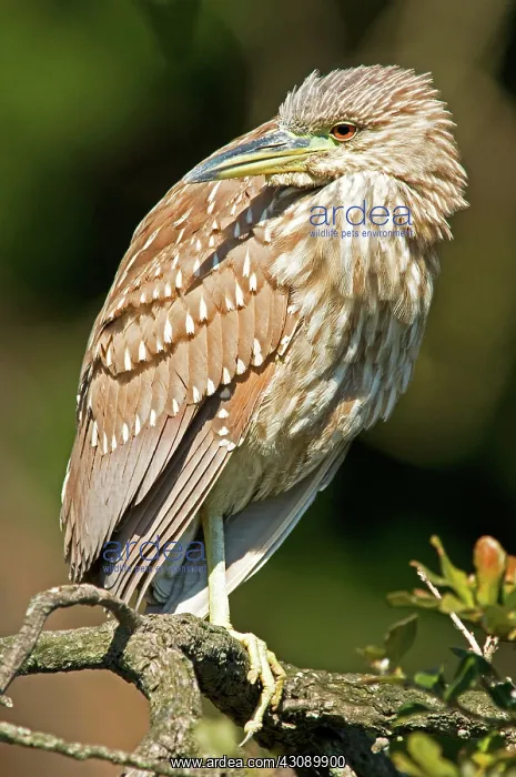 : Black-Crowned Night Heron : Black-Crowned Night Heron