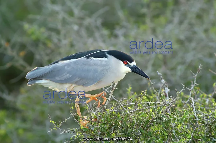 : Black-crowned Night-Heron : Black-crowned Night-Heron