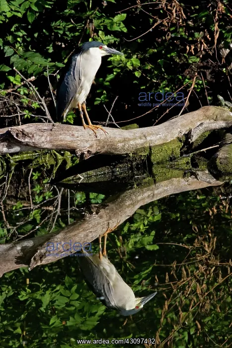 : Black-crowned Night Heron : Black-crowned Night Heron