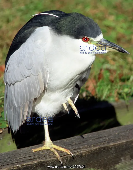 : Black-crowned Night-Heron : Black-crowned Night-Heron