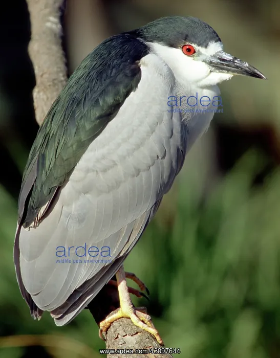 : Black-crowned Night-Heron : Black-crowned Night-Heron