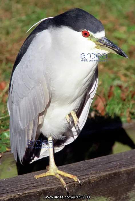 : Black-crowned Night-Heron : Black-crowned Night-Heron