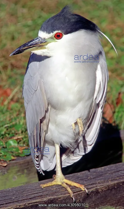 : Black-crowned Night-Heron : Black-crowned Night-Heron