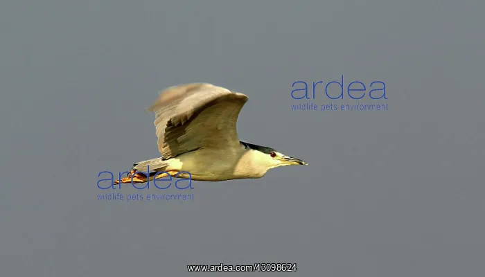 : Black-crowned Night Heron : Black-crowned Night Heron