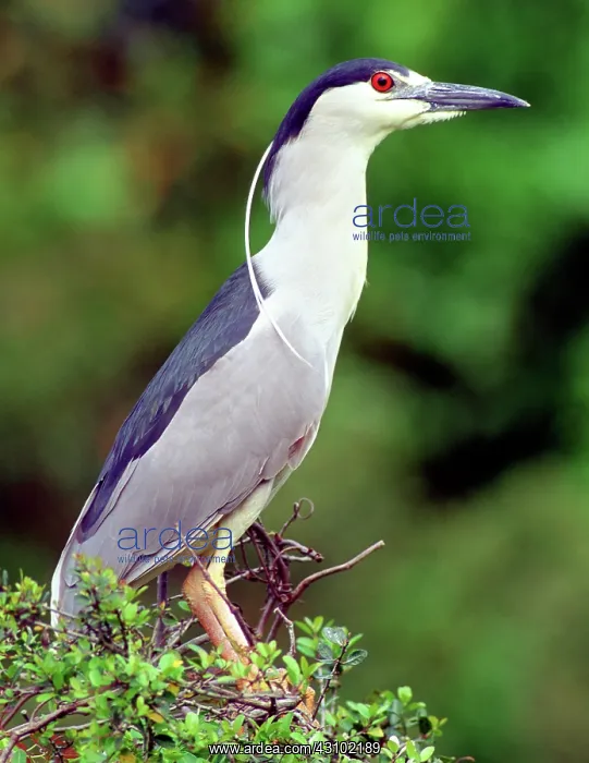 : Black-crowned Night-Heron : Black-crowned Night-Heron