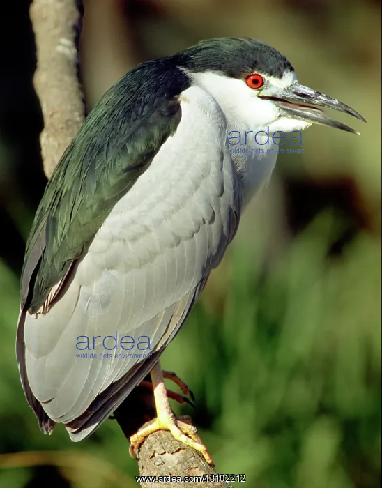 : Black-crowned Night-Heron : Black-crowned Night-Heron