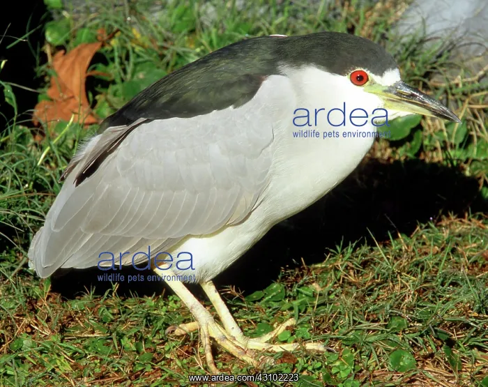 : Black-crowned Night-Heron : Black-crowned Night-Heron