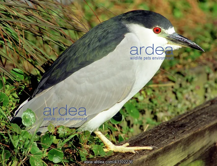 : Black-crowned Night-Heron : Black-crowned Night-Heron