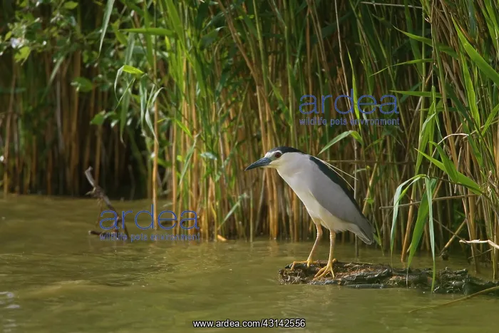 : Black-crowned Night Heron : Black-crowned Night Heron