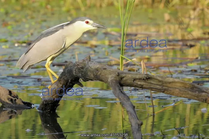 : Black-crowned Night Heron : Black-crowned Night Heron