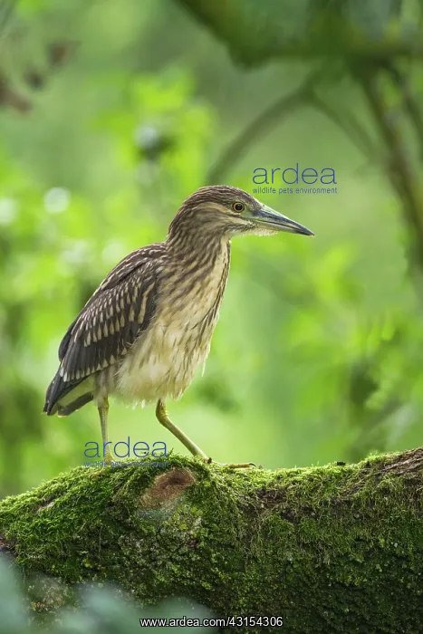 : Black-crowned Night Heron : Black-crowned Night Heron
