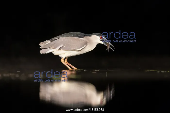 : Black-crowned Night Heron : Black-crowned Night Heron