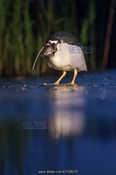 : Black-crowned Night Heron : Black-crowned Night Heron