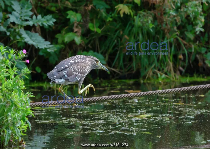 : Black-crowned Night Heron : Black-crowned Night Heron