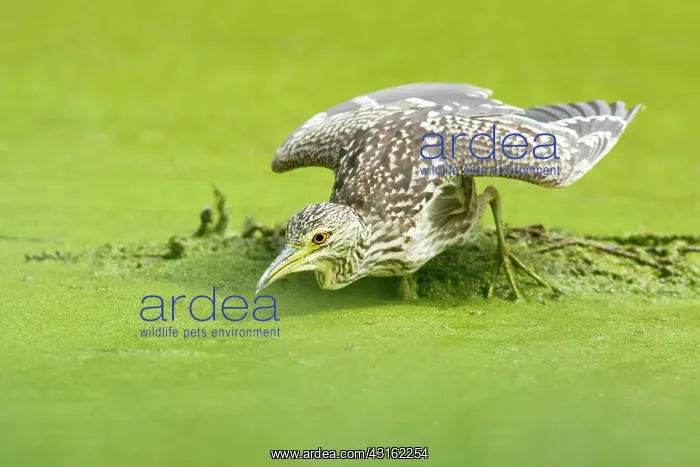 : Black-crowned Night Heron : Black-crowned Night Heron