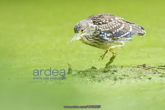 : Black-crowned Night Heron : Black-crowned Night Heron