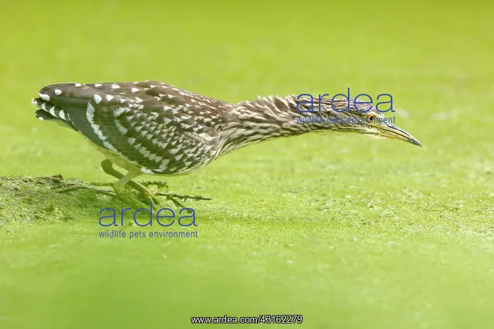 : Black-crowned Night Heron : Black-crowned Night Heron