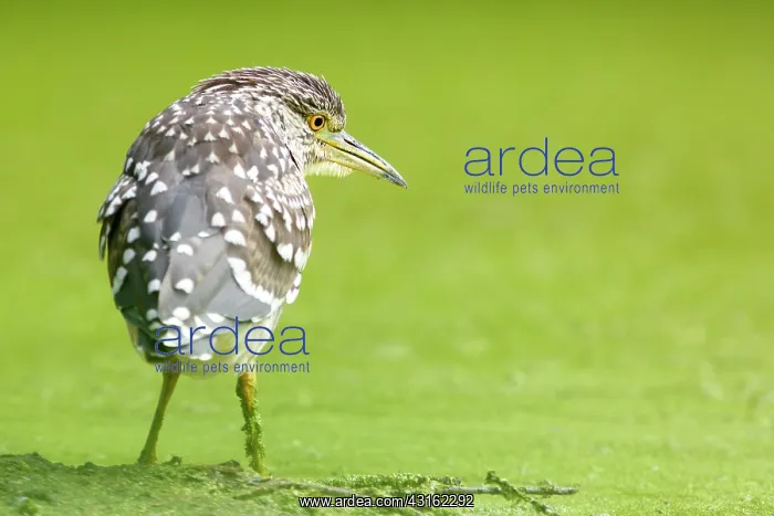 : Black-crowned Night Heron : Black-crowned Night Heron