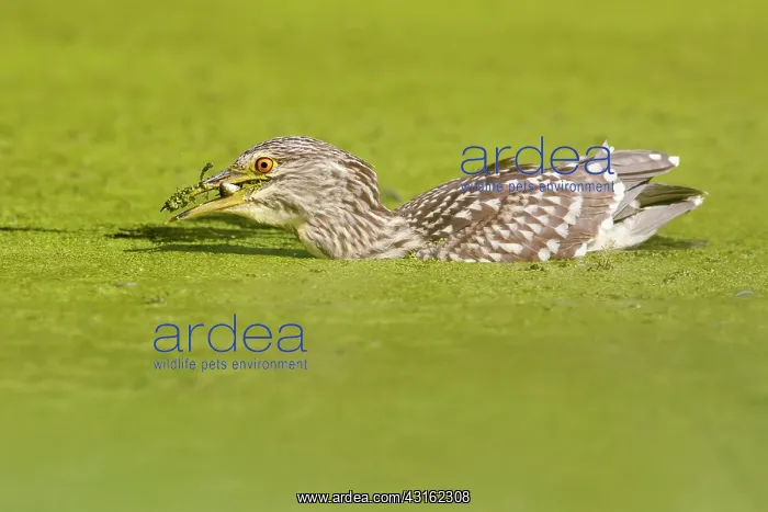 : Black-crowned Night Heron : Black-crowned Night Heron