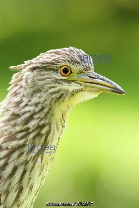 : Black-crowned Night Heron : Black-crowned Night Heron