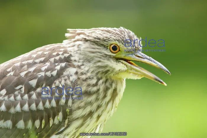 : Black-crowned Night Heron : Black-crowned Night Heron