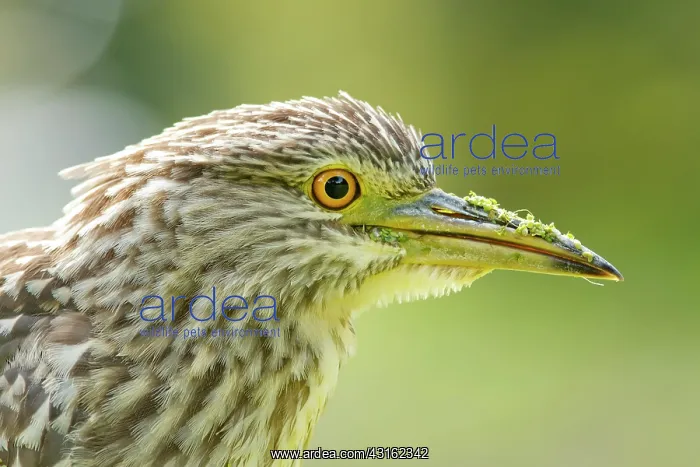 : Black-crowned Night Heron : Black-crowned Night Heron