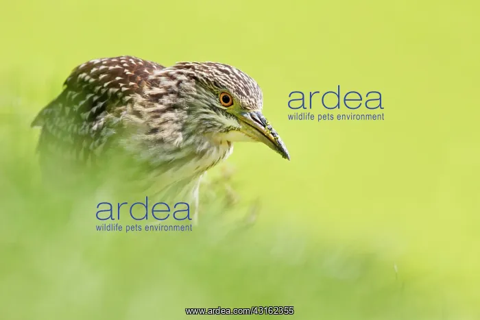 : Black-crowned Night Heron : Black-crowned Night Heron