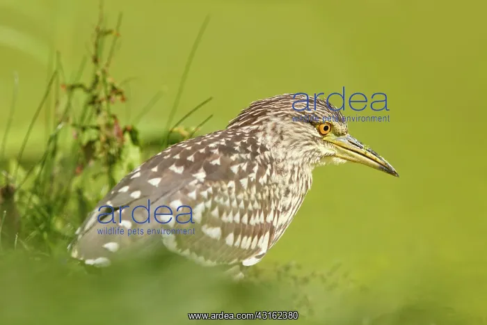 : Black-crowned Night Heron : Black-crowned Night Heron