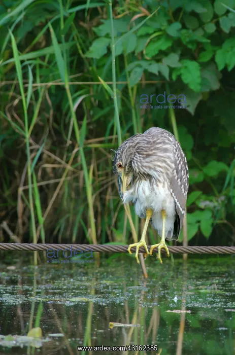 : Black-crowned Night Heron : Black-crowned Night Heron