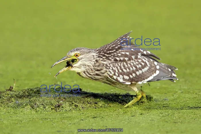 : Black-crowned Night Heron : Black-crowned Night Heron