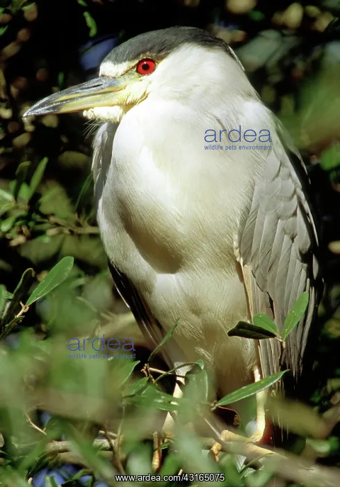 : Black-crowned Night Heron : Black-crowned Night Heron