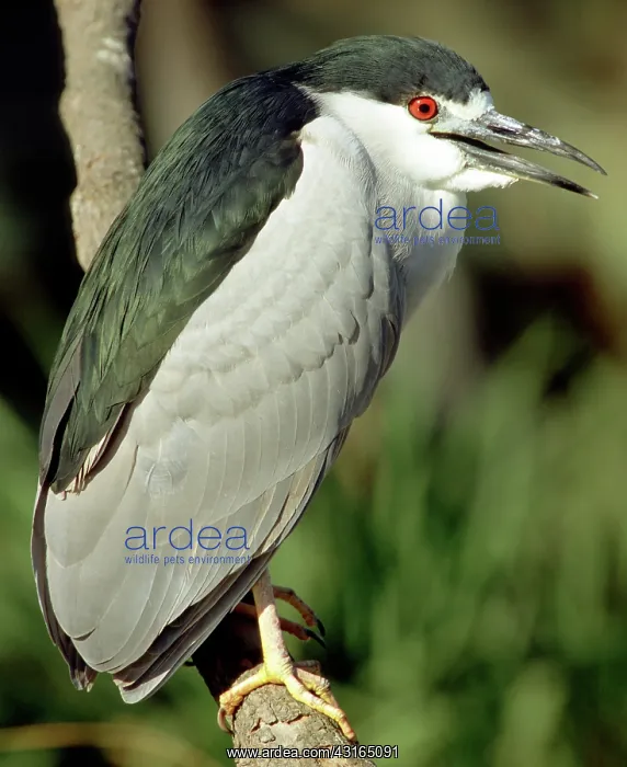 : Black-crowned Night Heron : Black-crowned Night Heron