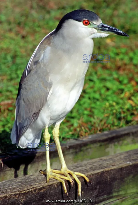 : Black-crowned Night Heron : Black-crowned Night Heron